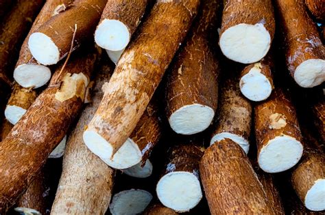 The Allure of Raw Cassava in Today's Culinary Scene