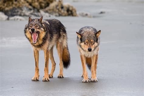 The Allure of Ruby Canines: Why They Have Gained Enormous Popularity