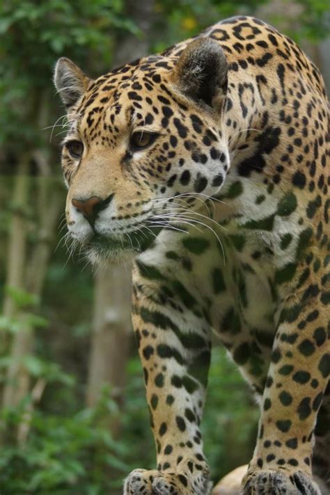 The Allure of an Exotic Jaguar Companion