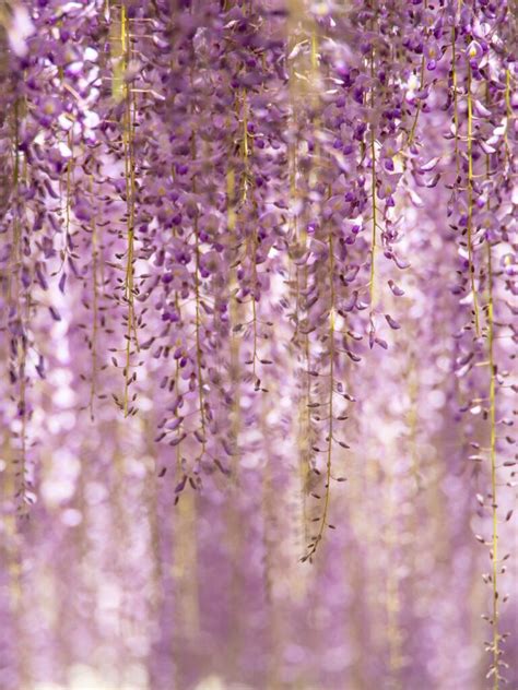 The Allure of the Color Purple