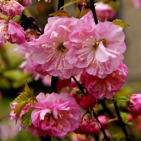 The Allure of the Pink Flowered Tree