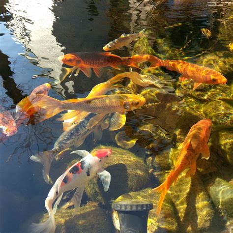 The Alluring Charm of Koi Fish Ponds