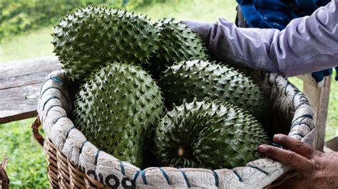 The Alluring Taste and Fragrance of Soursop