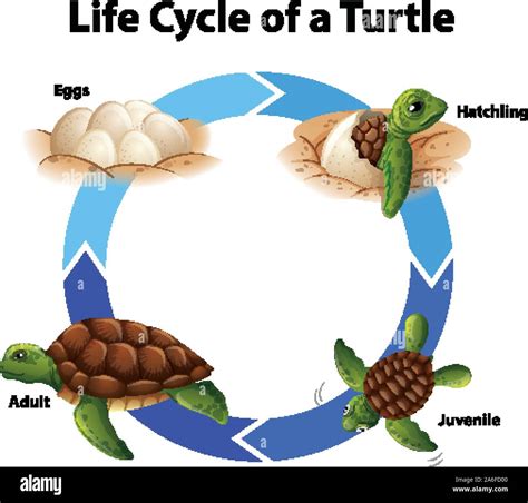 The Amazing Life Cycle of Sea Turtles