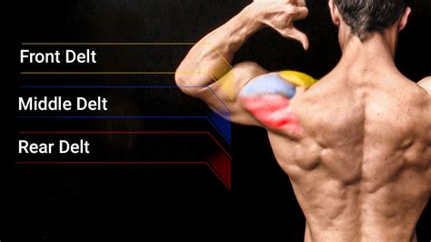 The Anatomy of Strong and Sculpted Shoulders: Muscles to Target