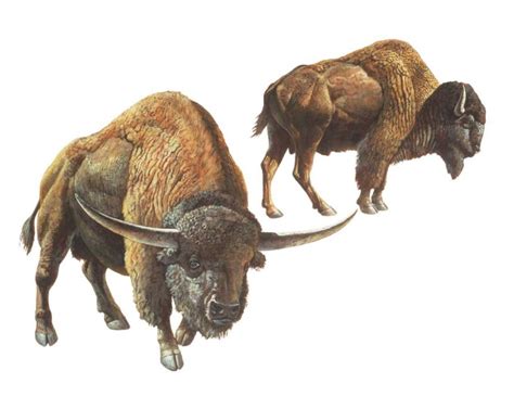 The Ancient Charm: Bison in Mythology and History