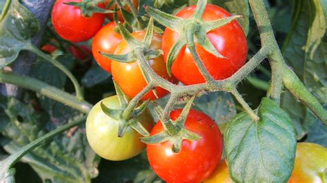 The Ancient Origins and Fascinating History of Succulent Tomato Plants