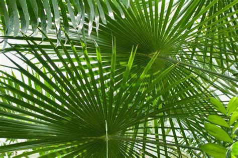 The Ancient Significance of Palm Fronds in Various Cultures