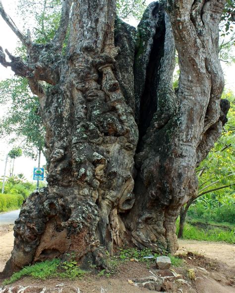 The Ancient Wisdom: Tamarind Tree in Mythology and Folklore