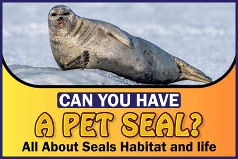 The Appeal of Owning a Pet Seal