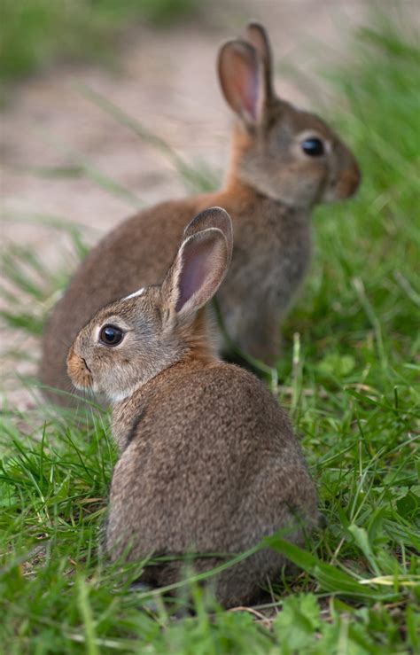 The Appeal of Rabbit Ownership: Fulfilling Your Pet Dreams