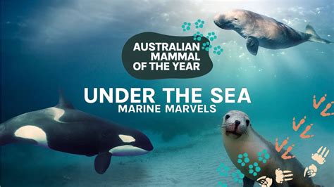 The Aquatic Marvels: Exploring the Lives of Marine Mammals