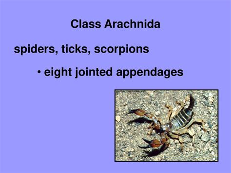 The Arachnid's Eight Appendages: Connections to Equilibrium and Concord