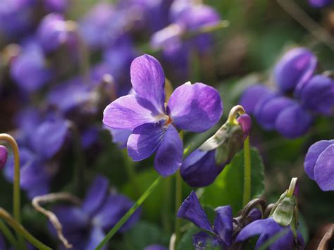 The Aromatic Fragrance of Spring Violets: A Journey for the Senses