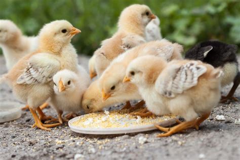 The Art of Chick Feeding: Providing a Balanced Diet for Optimal Growth