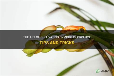 The Art of Cultivating Orchids: Tips and Techniques