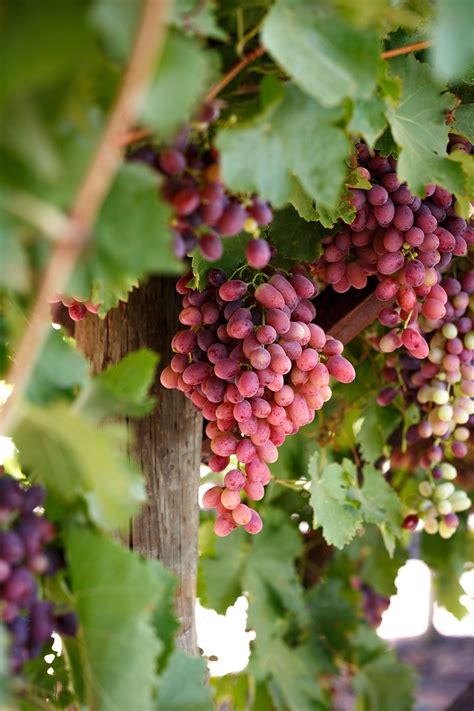 The Art of Cultivating and Harvesting Crimson Grapes