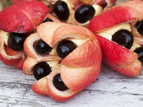 The Art of Gathering Ripe Ackee: From Tree to Table