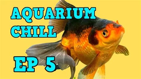 The Art of Goldfish Keeping: Tips for a Healthy and Beautiful Aquarium