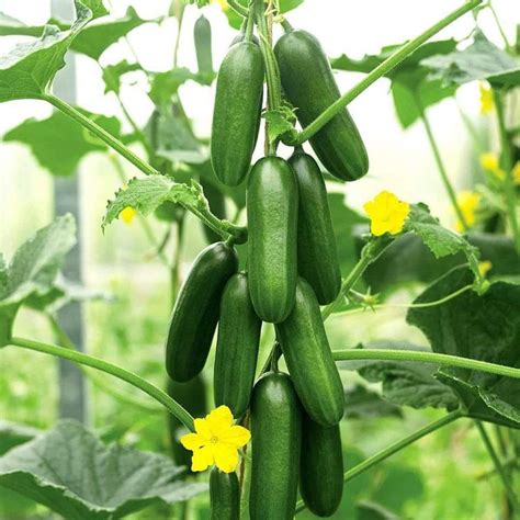 The Art of Harvesting Cucumbers: Secrets to a Plentiful Crop