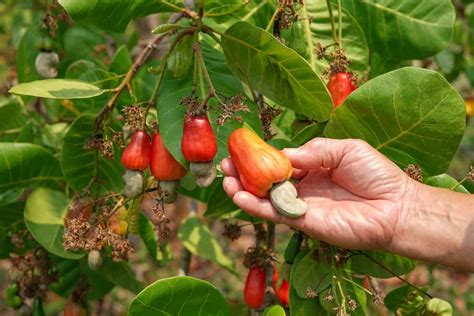 The Art of Harvesting and Processing Cashews: From Tree to Nut