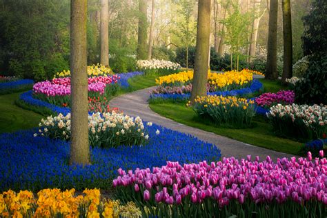 The Art of Photographing Tulip Gardens: Capturing Nature's Masterpiece