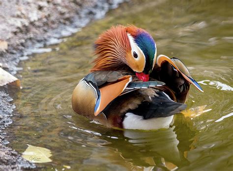 The Art of Preening: How Ducks Maintain Water-Resistant Feathers