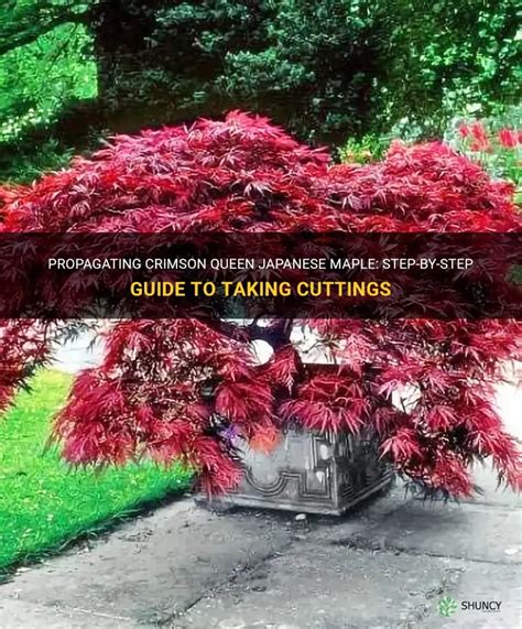 The Art of Propagating Crimson Blossoms: From Cuttings to Grafting