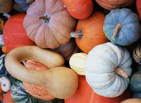 The Art of Selecting and Preparing the Ideal Gourd for Your Pumpkin Pie