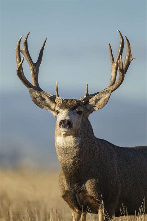 The Art of Tracking: Techniques to Follow the Trail of a Majestic Buck