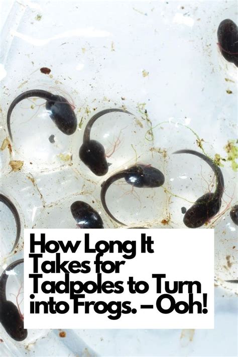 The Art of Transformation: Witnessing a Tadpole's Metamorphosis