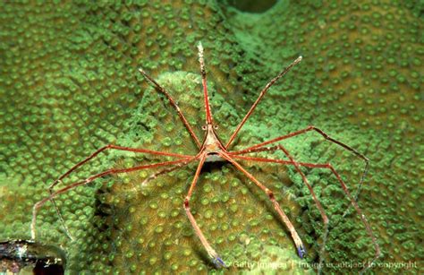 The Artistic Depiction of Lobster Spiders: Exquisite Representations of Awe or Dread?