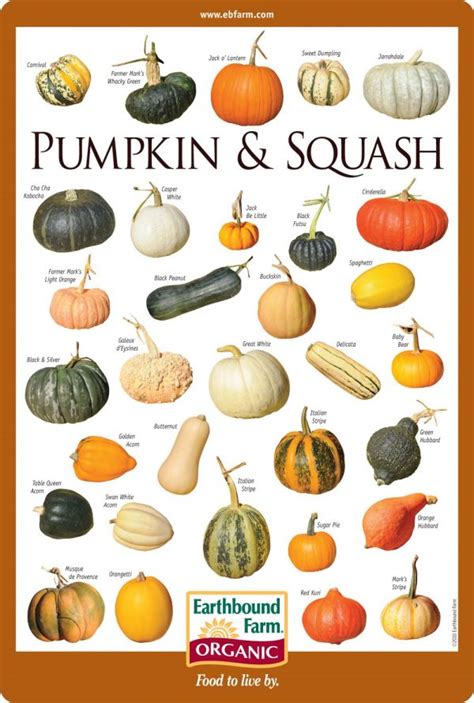 The Artistry of Pumpkin Selection: Identifying the Ideal Specimen