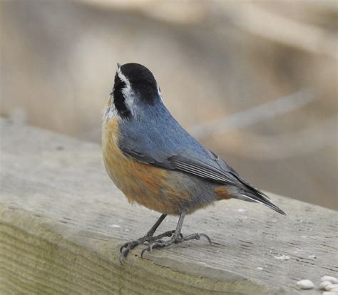 The Association of the Red-Breasted Songbird with Renewal and Rebirth: Exploring its Nesting Habits