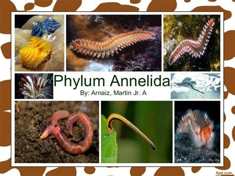 The Astonishing Adaptations of Arboraceous Annelids