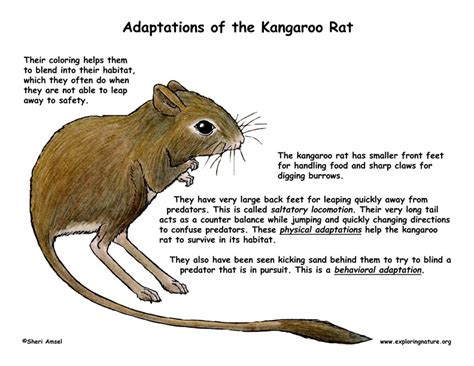 The Astonishing Adaptations of the Petite Rodent