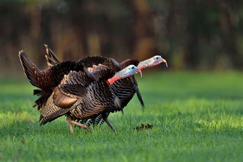 The Astonishing Agility of Untamed Turkeys