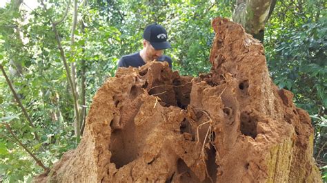 The Astonishing Architectural Talents of Termites