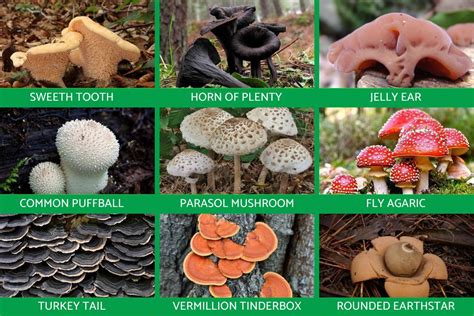 The Astonishing Diversity of Fungal Kingdom