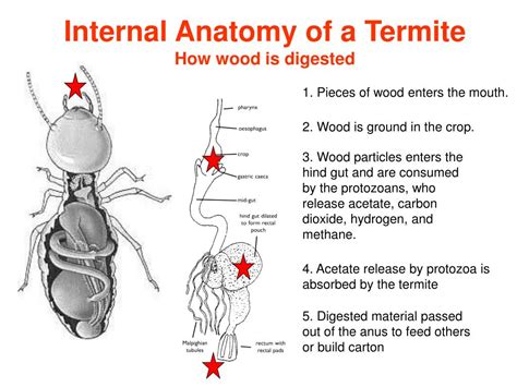 The Astonishing Gastric System of Termites