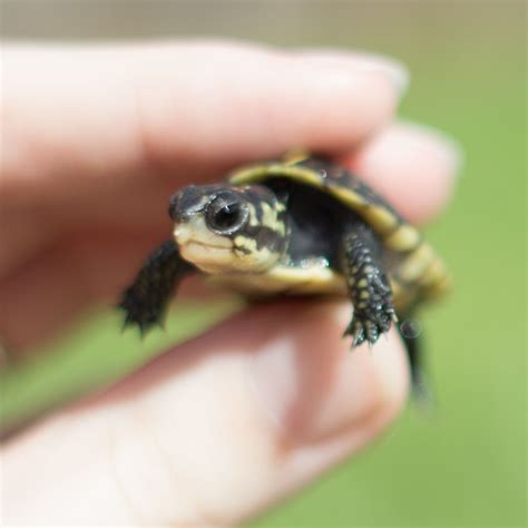 The Astonishing Journey of Tiny Turtles