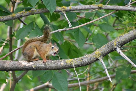 The Astonishing Meeting: A Fierce Squirrel's Reverie