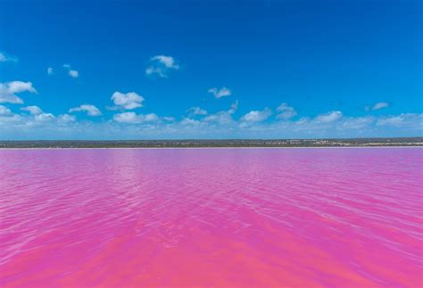 The Astonishing Phenomenon of the Pink Sea: Unveiling the Science Behind It