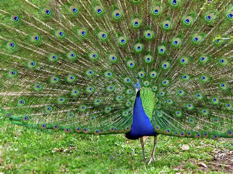 The Astonishing Range of Peacock Plumage