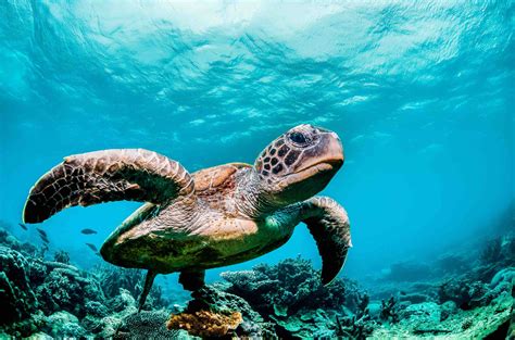 The Astonishing Realm of Sea Turtles