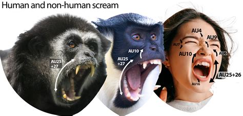 The Astonishing Similarities Between Human and Primate Slumbers