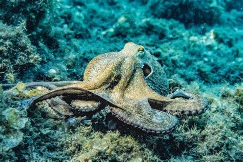 The Astonishing Sociability of Octopuses: Exploring their Intriguing Interactions