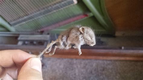 The Astonishing Unearthing of a Petrified Mouse