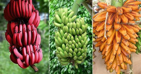 The Astonishing Varieties and Flavors of Twin Bananas