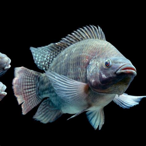 The Astonishing Varieties of Tilapia Species